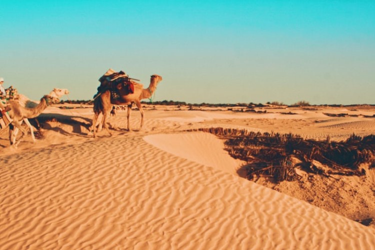 Saharan dunes, Tunisia